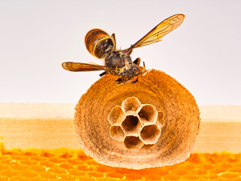 Macro,Picture,Of,Asian,Hornets,Begin,Of,Nest,On,A